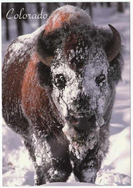 Colorado Buffalo Post Card