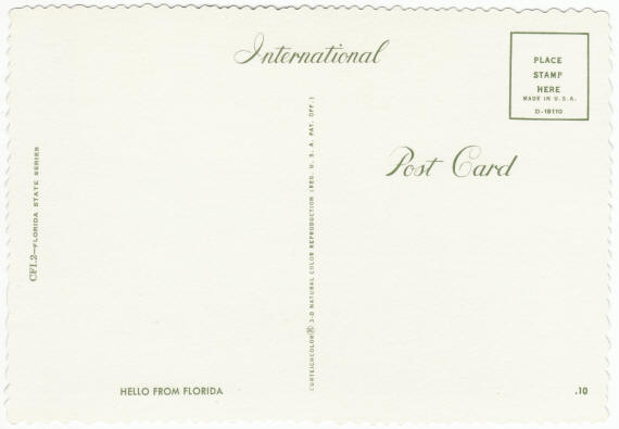 Hello From Florida Alligators Post Card