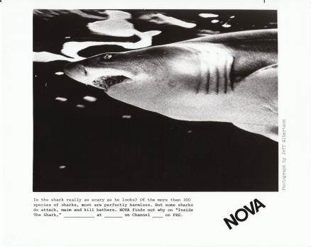 Inside The Shark Nova Still