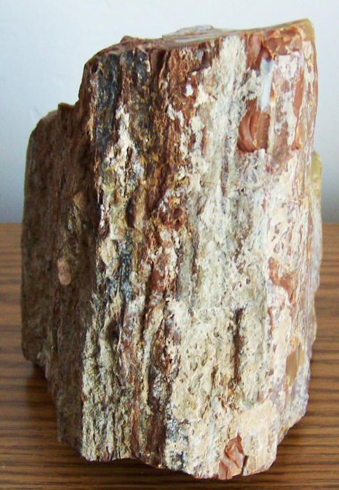 Arizona Rainbow Petrified Wood