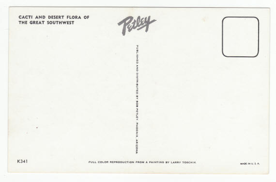 Saguaro National Monument Post Card 1960s